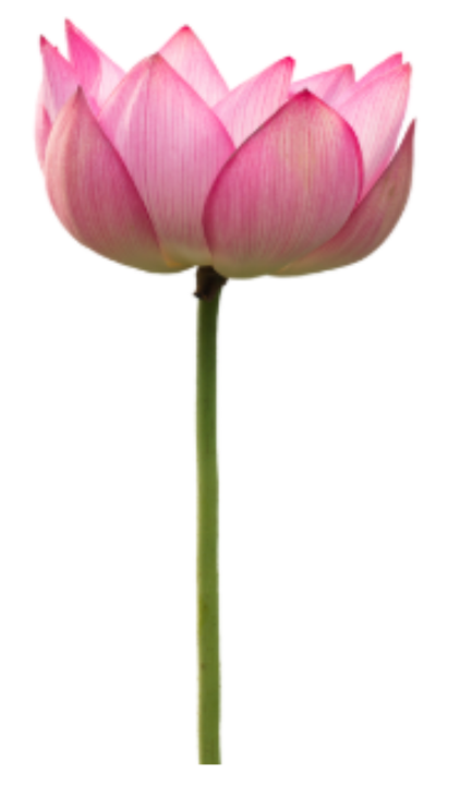 Our Lotus Our Lotus